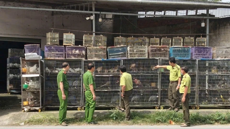 Tạm giữ hơn 1.900 con chim cảnh vì 'không có hồ sơ hợp pháp'