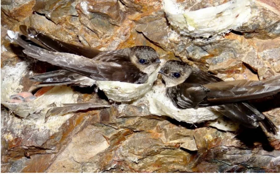 Dùng flycam, bẫy ảnh... để bảo vệ chim yến