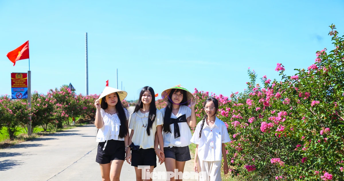 Giới trẻ đổ về 'săn' mùa tường vi hồng giữa lòng Đà Nẵng