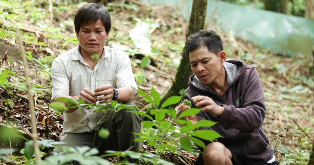 Đà Nẵng quy định 'cộp mác' sâm Ngọc Linh