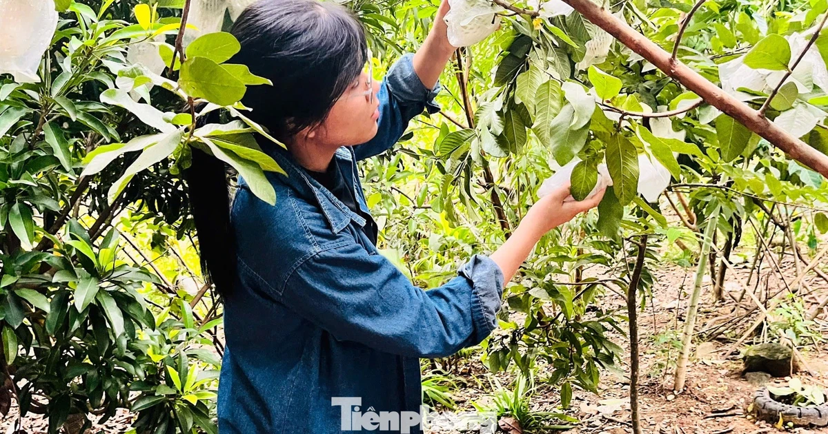 Gieo sinh kế từ những vườn cây thanh niên