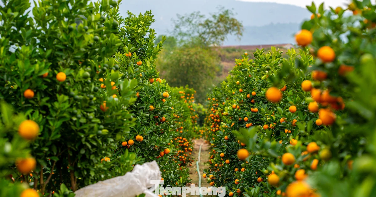 Vựa hoa Bình Khê được mùa, thương lái tấp nập đến mua cả vườn