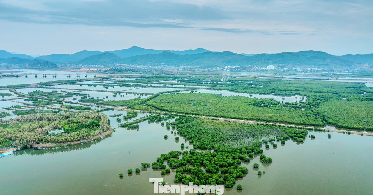 Ngỡ ngàng 'lá phổi xanh' ven cao tốc Hải Phòng - Quảng Ninh