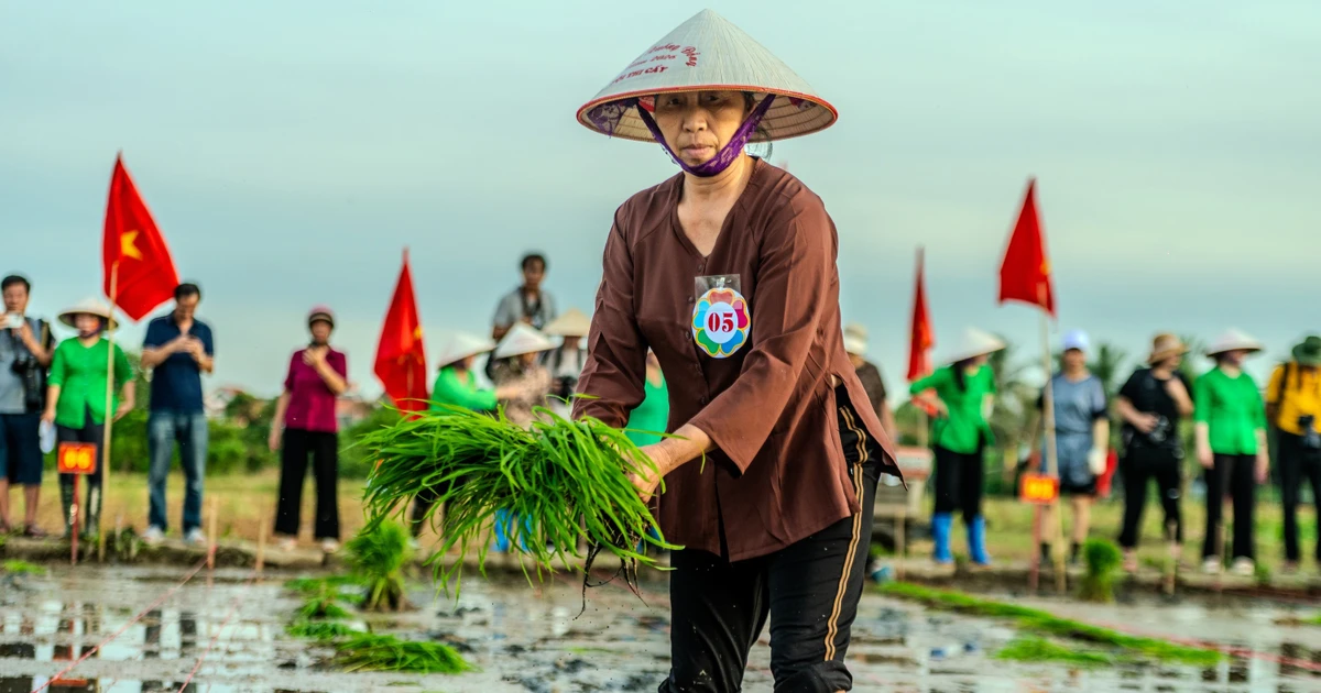 Xem phụ nữ Quảng Ninh cấy lúa thoăn thoắt