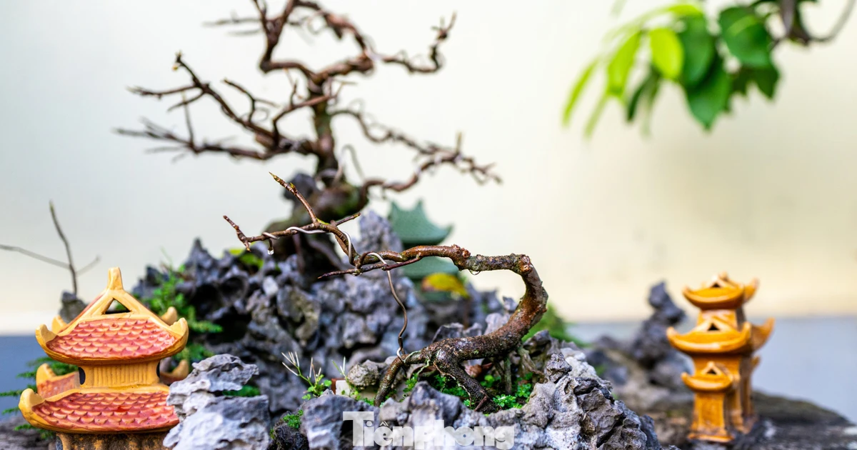 Mai vàng Yên Tử được 'spa' để bung nở đúng dịp Tết