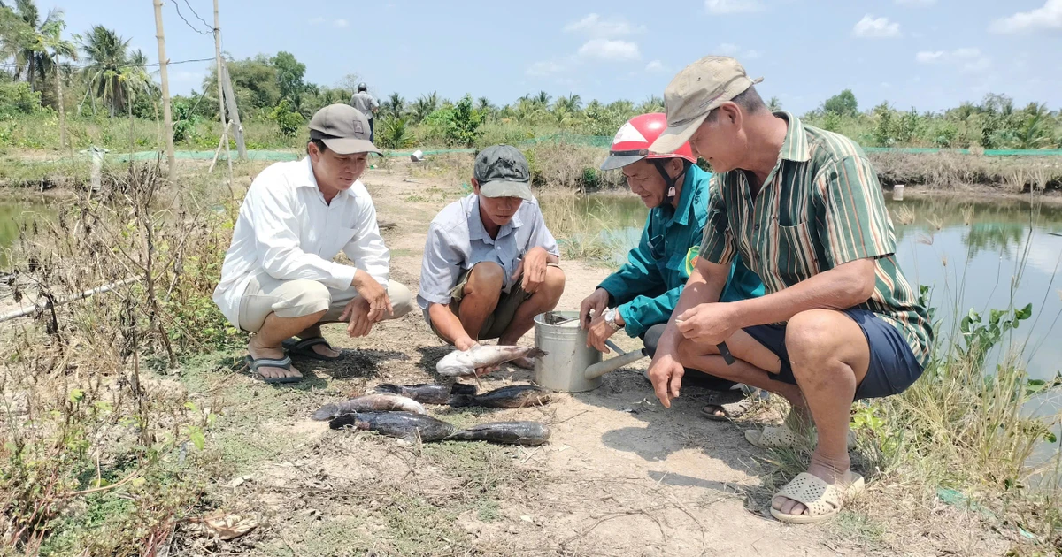 Cá chết nghi nhiễm mặn từ thi công sân bay Cà Mau: Đã có kết quả kiểm định