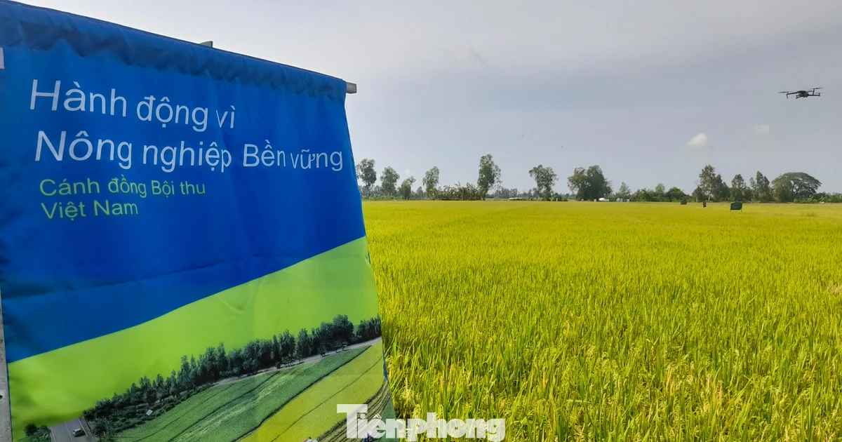 Mời gọi đầu tư tài chính xanh cho chương trình sản xuất lúa phát thải thấp