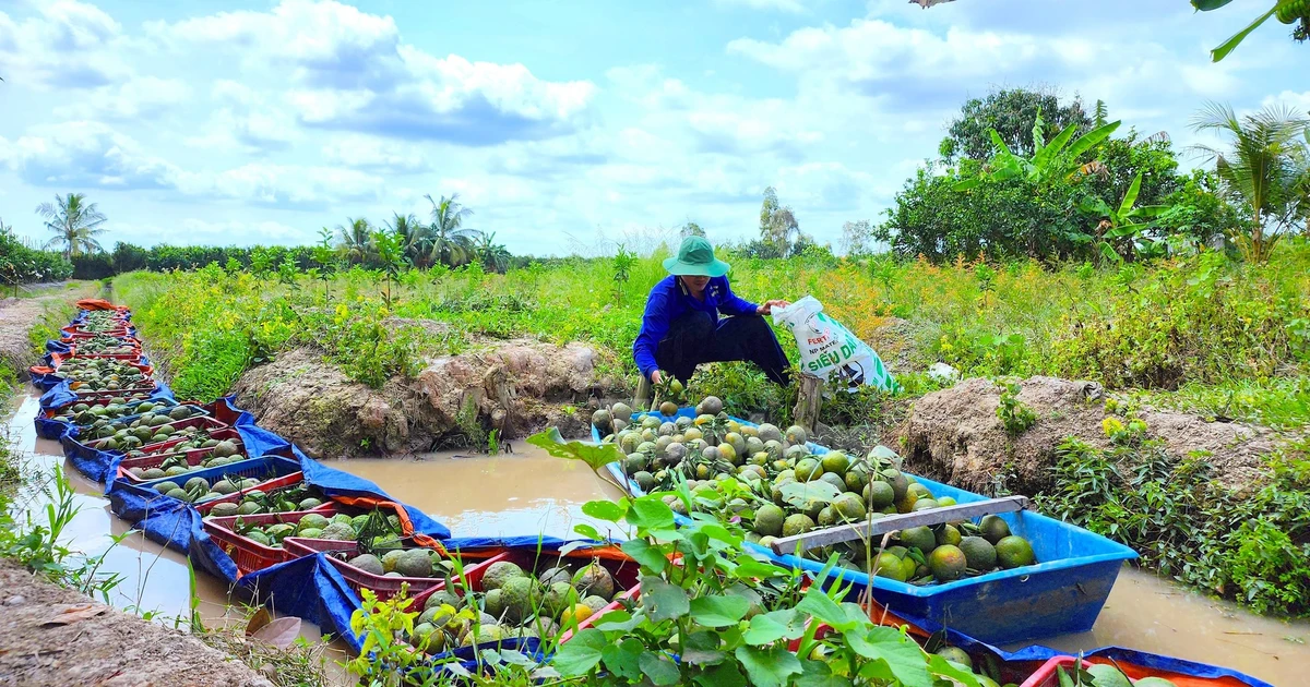 Xót xa nhìn cam rụng đầy vườn do ngập úng