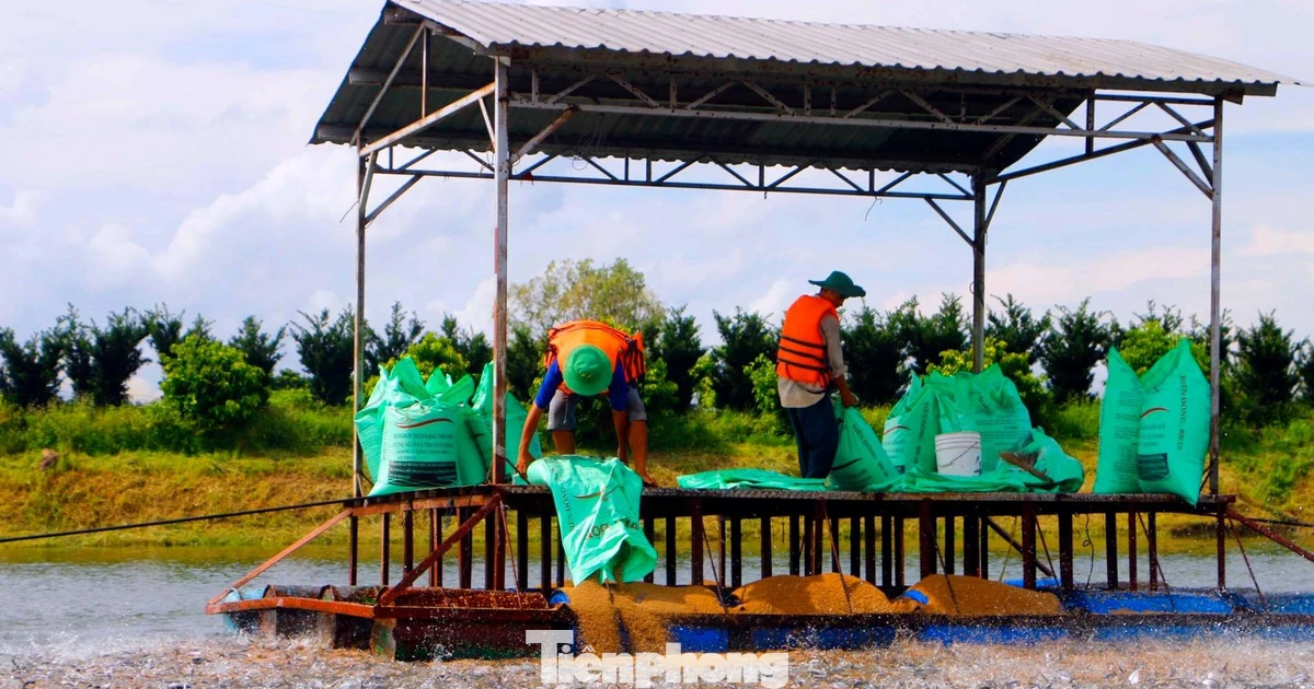 Tập đoàn Hà Lan đề xuất nuôi cá tra trong nước nhiễm mặn