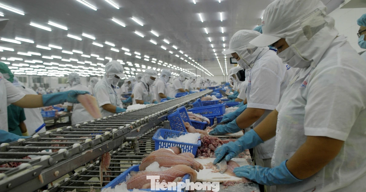 Xuất khẩu cá tra tăng mạnh