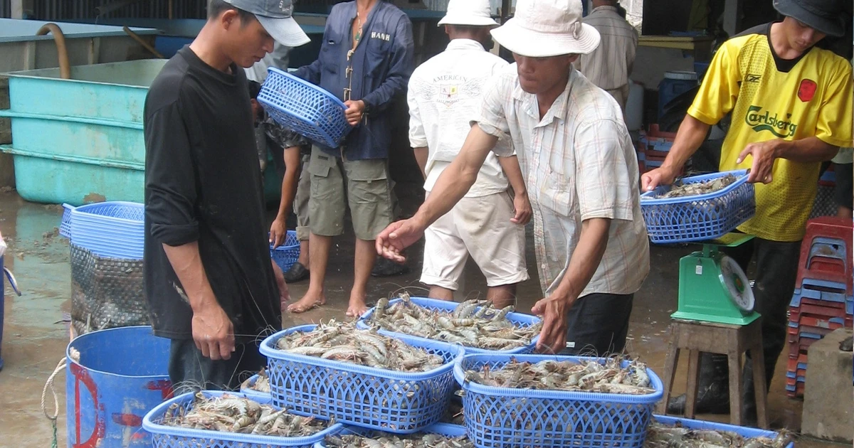 Tiềm ẩn rủi ro 'đứt gãy' thông tin truy xuất thủy sản