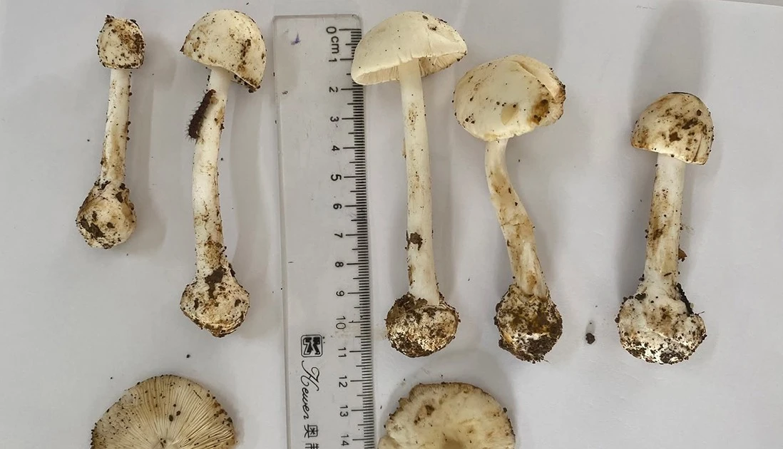Ăn canh nấm lạ, 6 người ngộ độc, 1 người tử vong