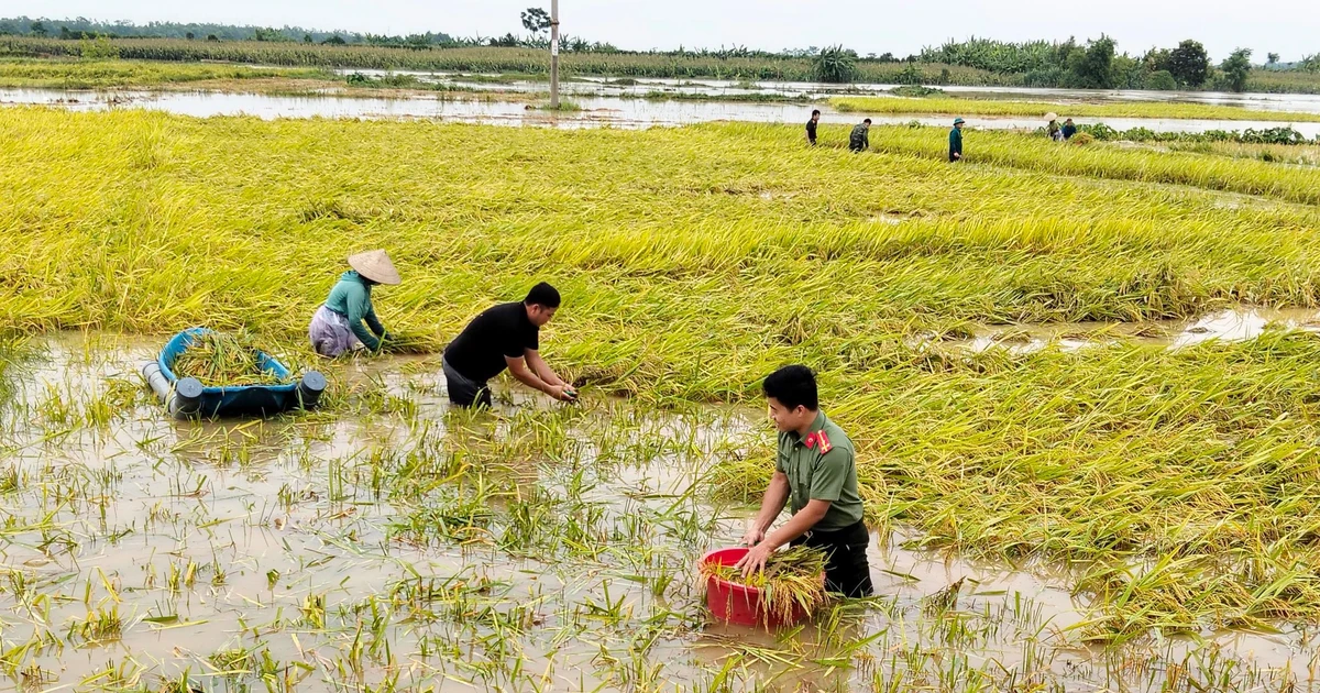 Chủ tịch xã cùng bộ đội, công an lội ruộng gặt lúa chạy lũ giúp dân