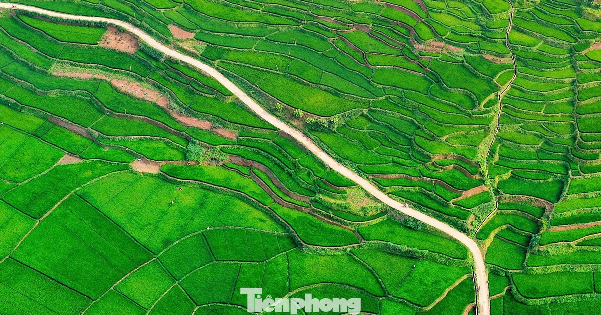 Ruộng bậc thang đẹp tuyệt khi lúa vào thì con gái