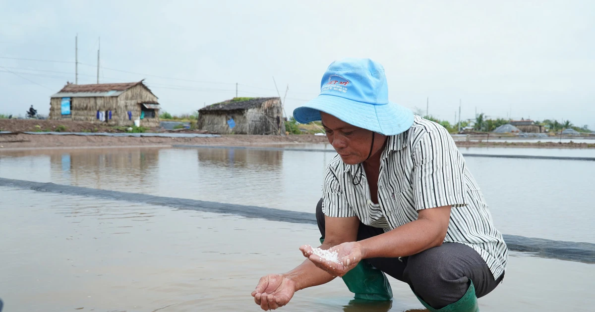 Mưa trái mùa xóa tan hơn 9.000 tấn muối ở Cà Mau, diêm dân xót xa