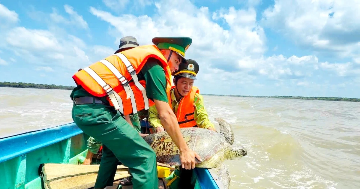 Cà Mau thả nhiều động vật quý hiếm trong sách đỏ về biển