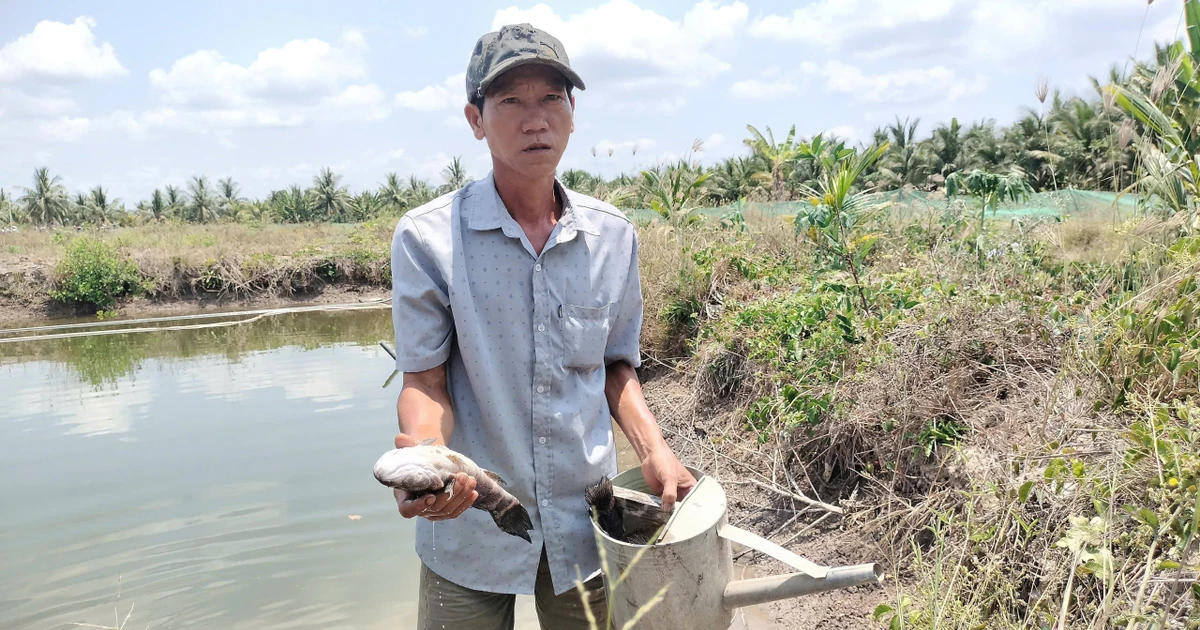 Cá chết hàng loạt nghi do nhiễm nước mặn từ san lấp dự án sân bay Cà Mau