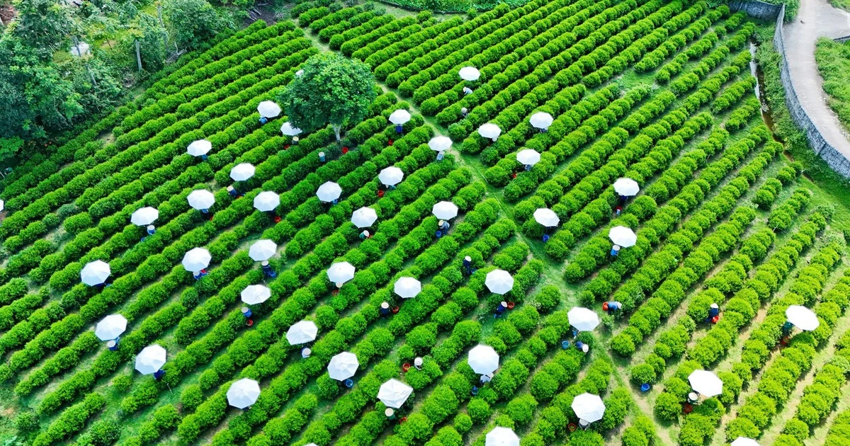 Thái Nguyên muốn thu 1 tỷ USD từ cây chè