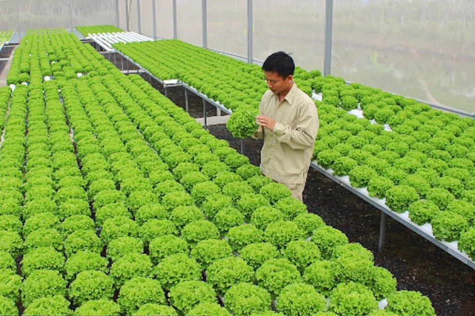 Hà Nội: Khuyến khích tập trung đất đai phát triển sản xuất quy mô lớn