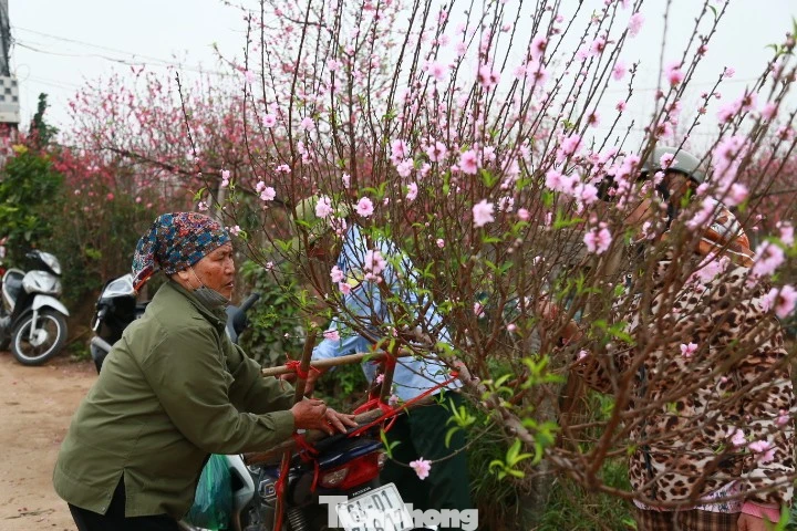 Hà Nội: Chợ hoa vắng khách, người trồng đào ngóng thời tiết đẹp để 'đẩy' hàng