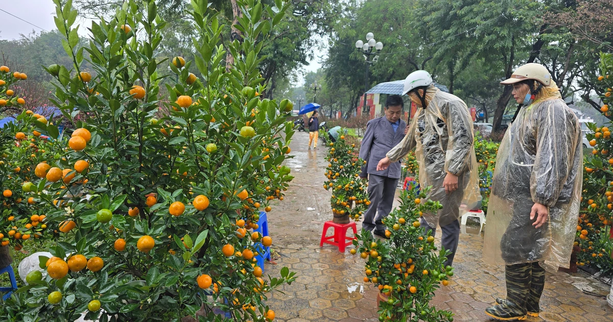 Cận Tết, phố bớt cây cảnh tràn đường, chợ hoa Hà Nội vẫn vắng khách