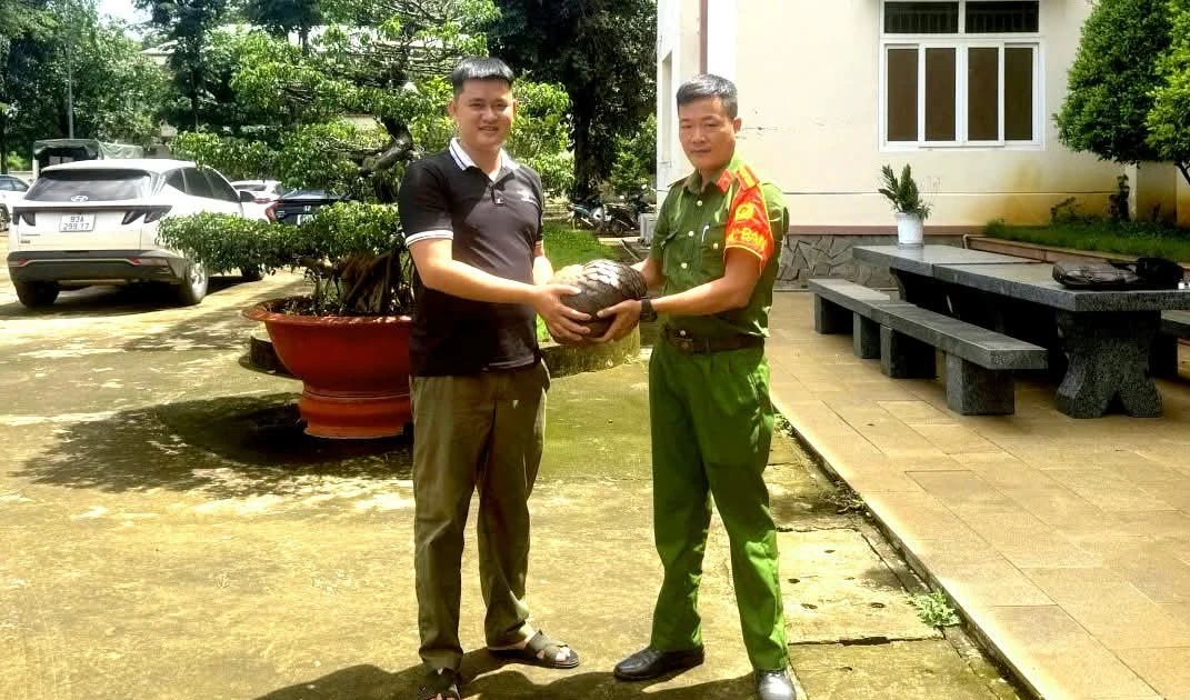 Tê tê quý hiếm 'đi lạc' ra đường ở Đồng Nai