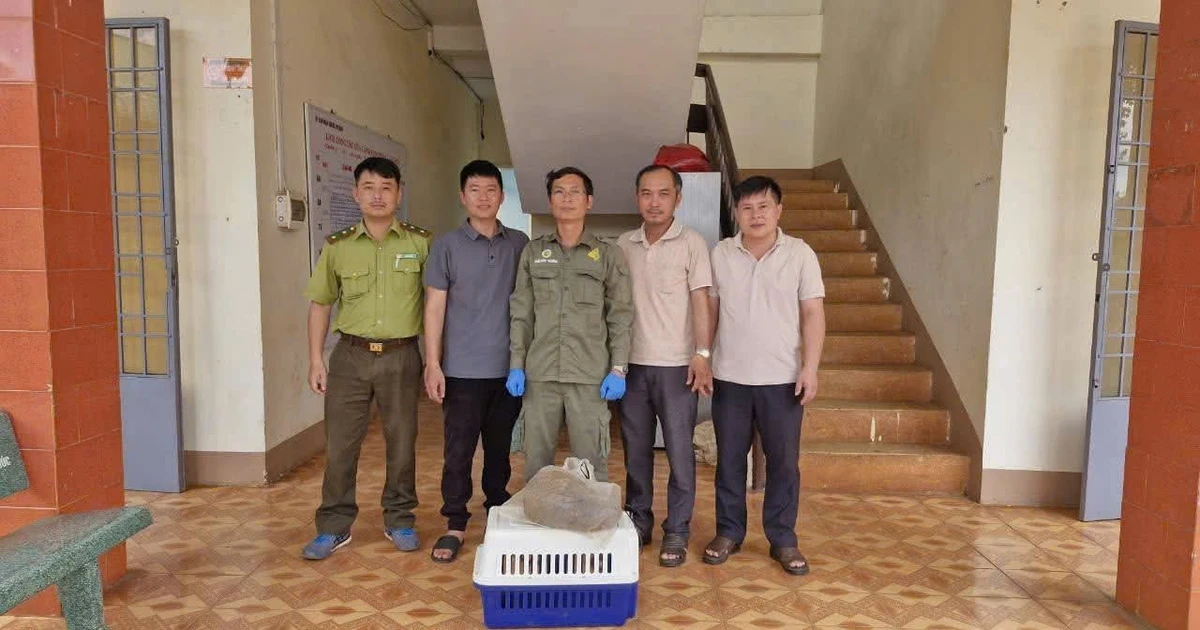 'Báu vật Sách Đỏ' nặng 4kg xuất hiện trong vườn nhà dân ở Đồng Nai