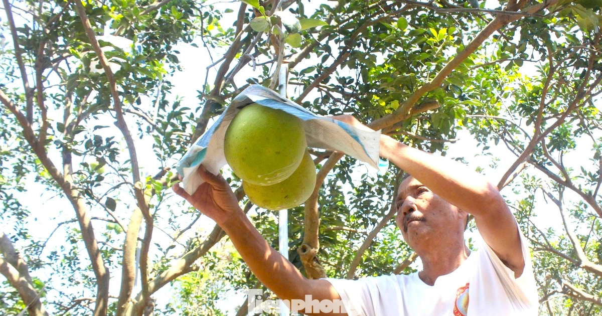 Về Làng thông minh xem nông dân chăm bưởi sạch phục vụ Tết