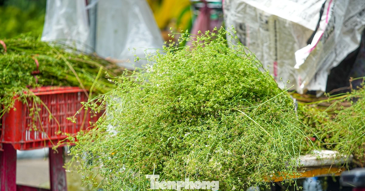 Người Hà Nội 'săn' mùi già về tắm gột rửa bụi trần, mong cầu may mắn