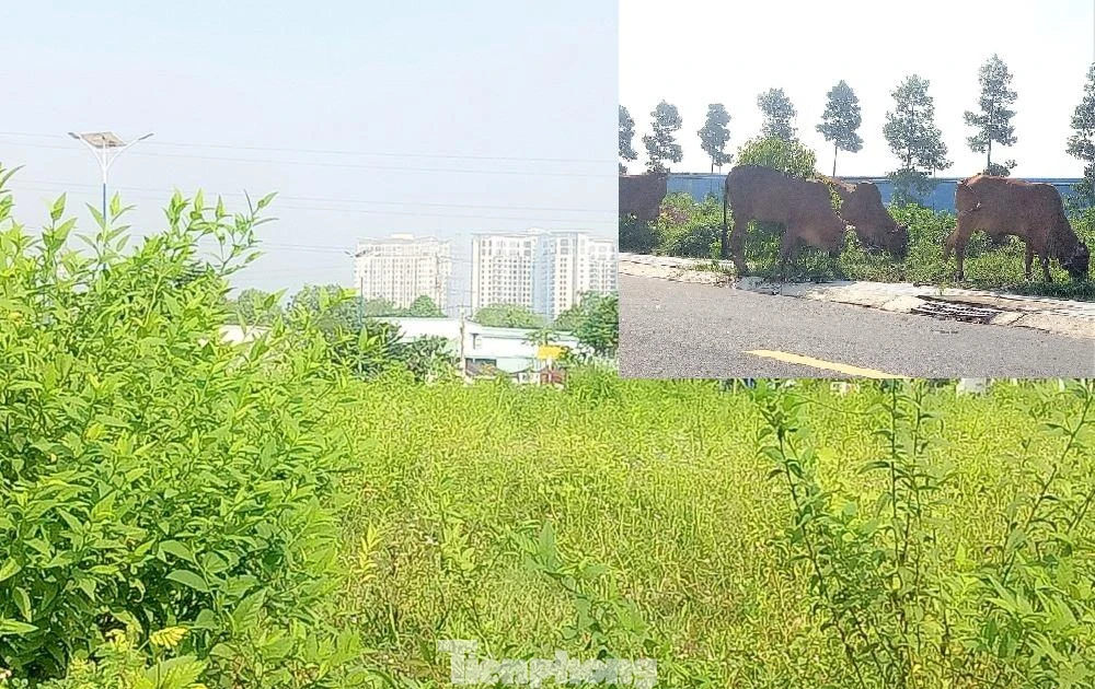 tienphong.vn