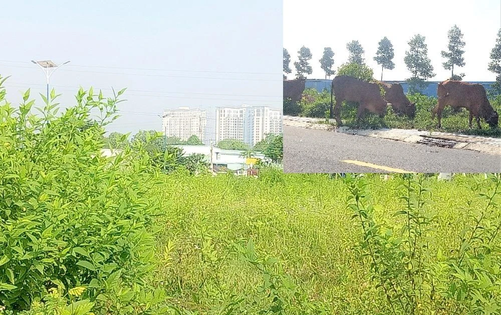 tienphong.vn