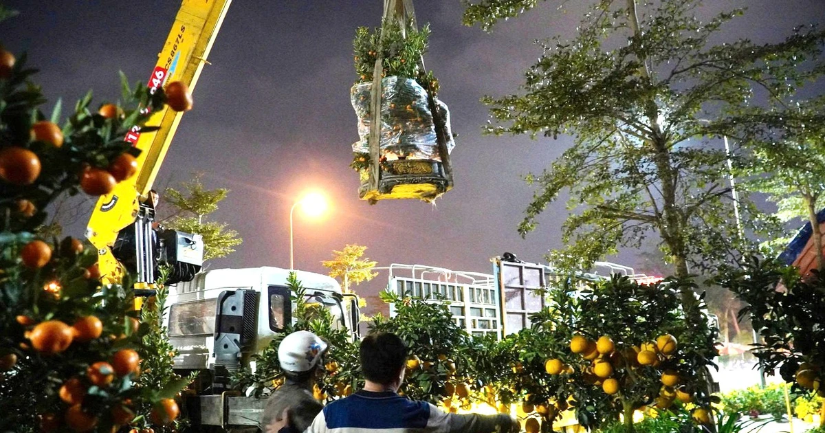 Trắng đêm đưa hoa Tết, cần cẩu hạ cây 'khủng' xuống phố