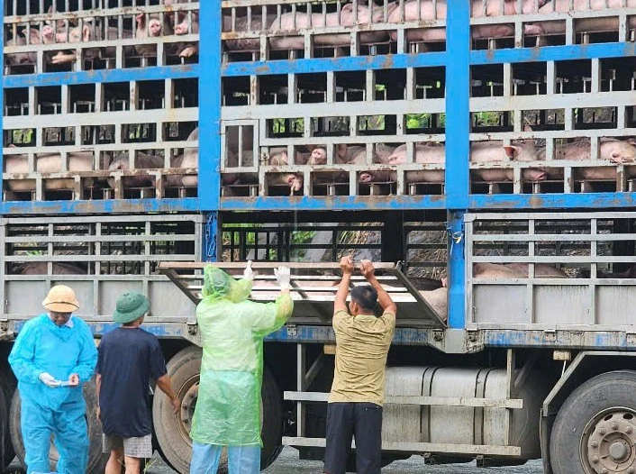 Công an Phú Thọ thu giữ, tiêu hủy 17 tấn lợn nhiễm dịch tả lợn Châu Phi