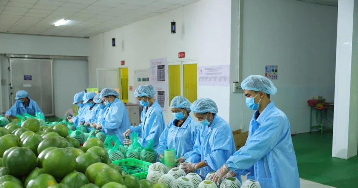 Động lực giúp xuất khẩu rau quả ngược dòng cán mốc kỷ lục