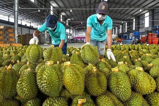 Ấn Độ chính thức mở cửa cho sầu riêng Việt Nam