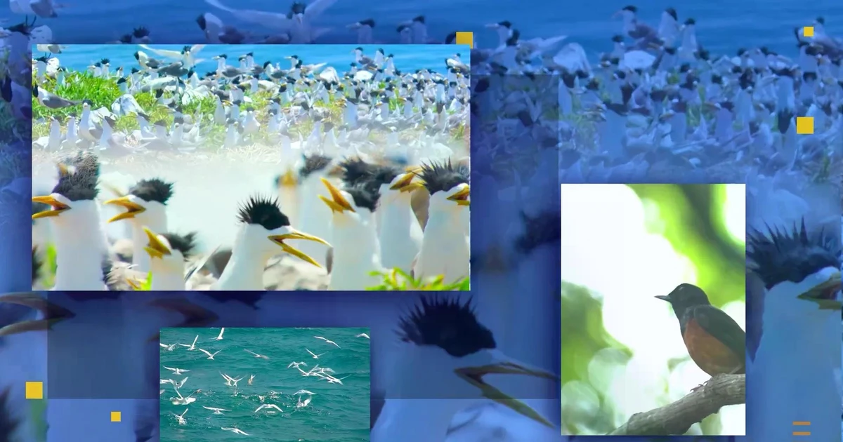 Một Côn Đảo rất khác qua 'Vietnam Wild Live': Hoang dã, nguyên sơ và đầy sức sống