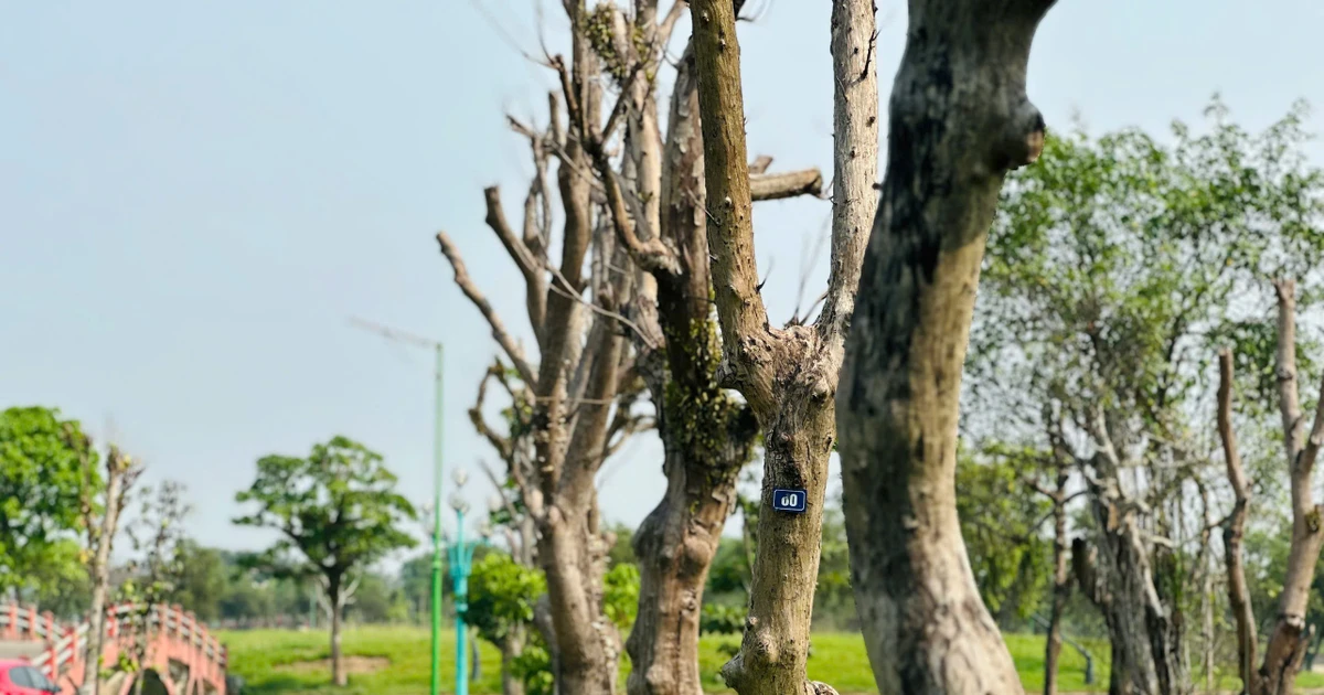 'Lá phổi xanh' lớn nhất Hà Tĩnh xuất hiện hàng loạt cây cổ thụ chết khô