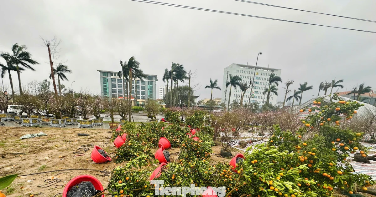 Mưa to gió lớn, hàng trăm gốc đào quất Tết đổ ngã la liệt ở Hà Tĩnh