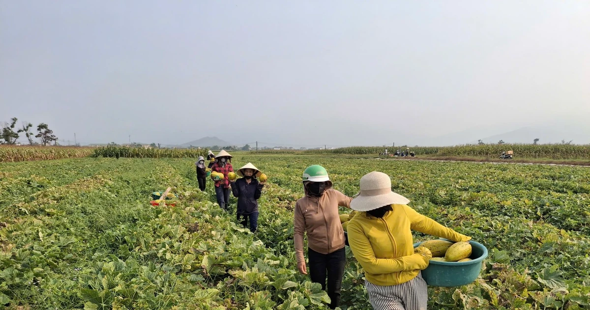 Góp sức ‘giải cứu’ 10 tấn dưa giúp người phụ nữ không may gặp tai nạn