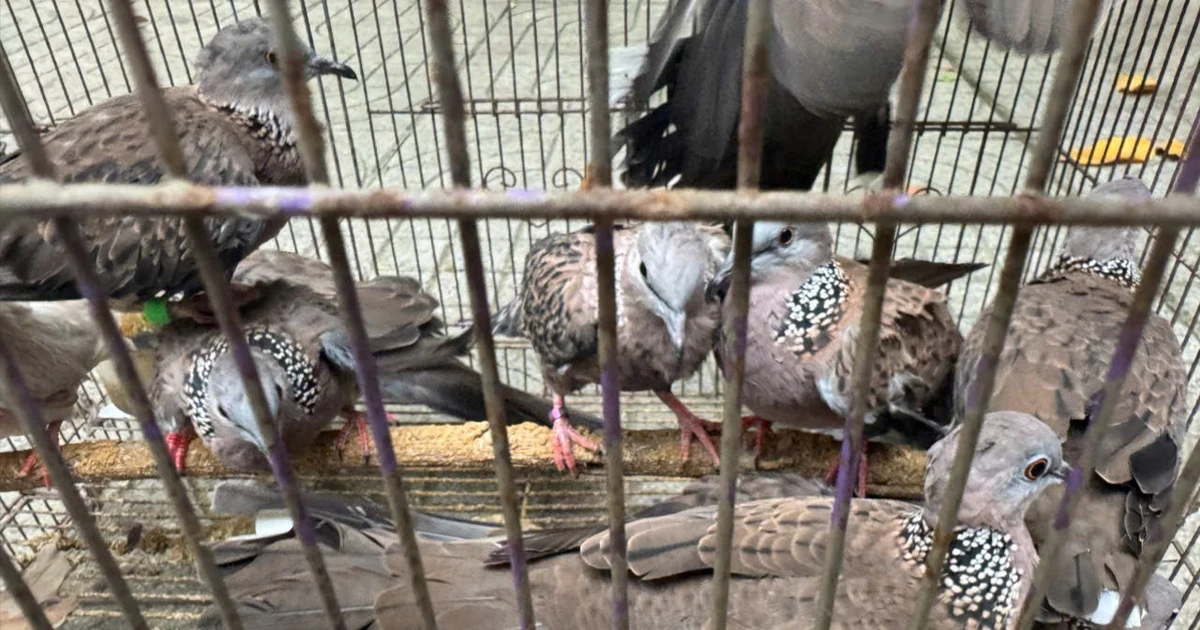 Phát hiện 'trại' chim hoang dã tại nhà dân