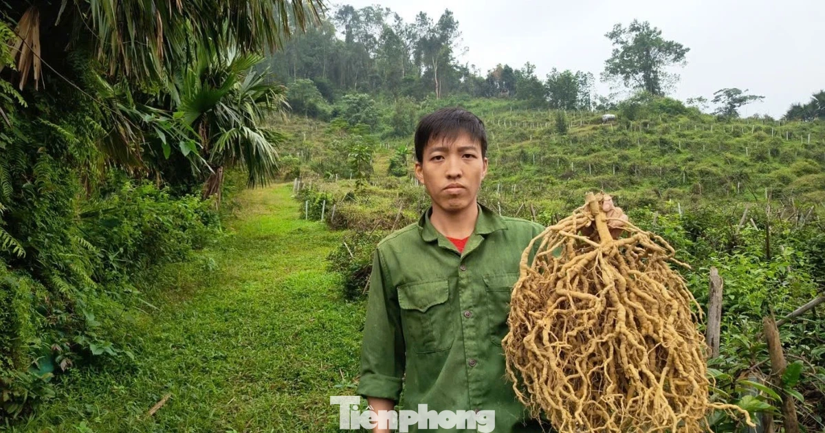 'Đổi vận' cho vùng đất đồi bỏ hoang từ cây ba kích