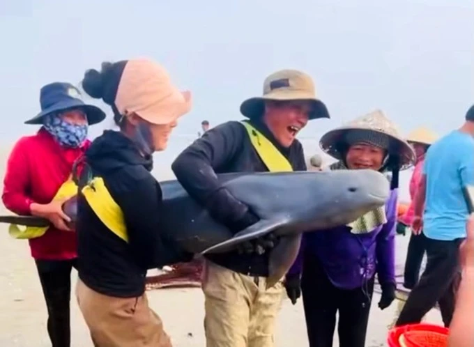 Thả hai con cá heo mắc lưới ngư dân về với biển