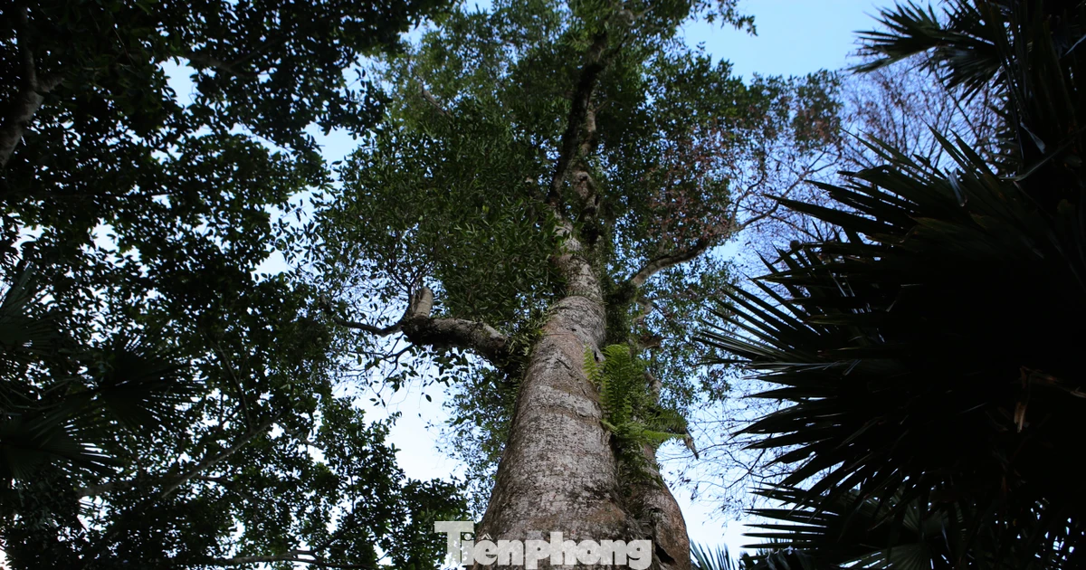 Những cây dó bầu quý hiếm ở Hà Tĩnh