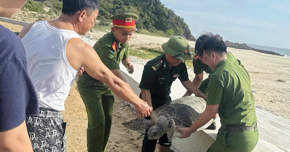Bắt gặp 'vị khách' quý trong lưới, ngư dân có hành động bất ngờ