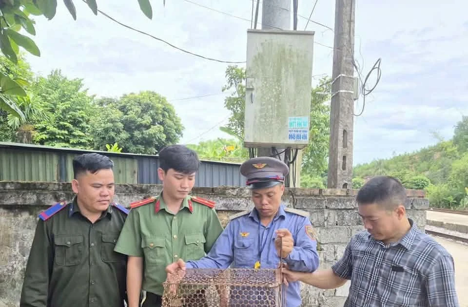Cứu cá thể rùa đầu to quý hiếm
