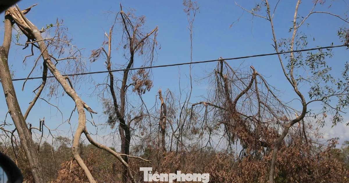 Nhiều diện tích keo tràm gãy đổ, chết khô sau bão