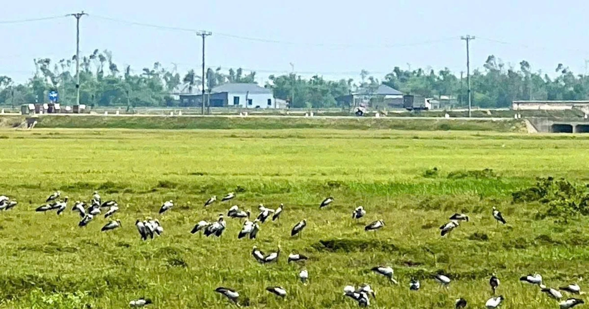 Đàn chim lạ hàng trăm con xuất hiện ở Hà Tĩnh