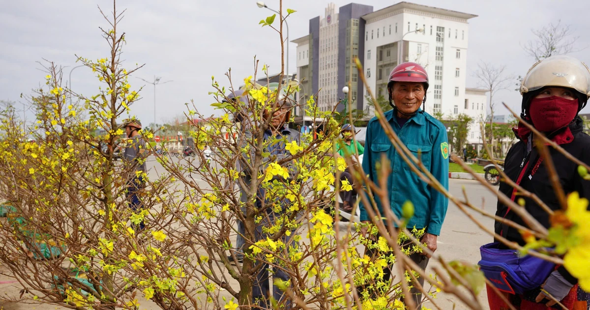 29 Tết: Tiểu thương xả hàng kịch sàn, nhiều người đổ xô 'chốt' cây