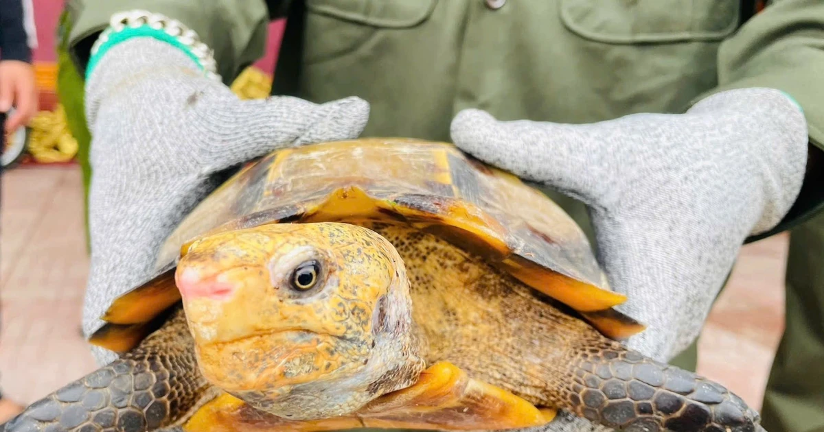 Hai cá thể rùa quý hiếm được phát hiện trong khuôn viên ngôi đền