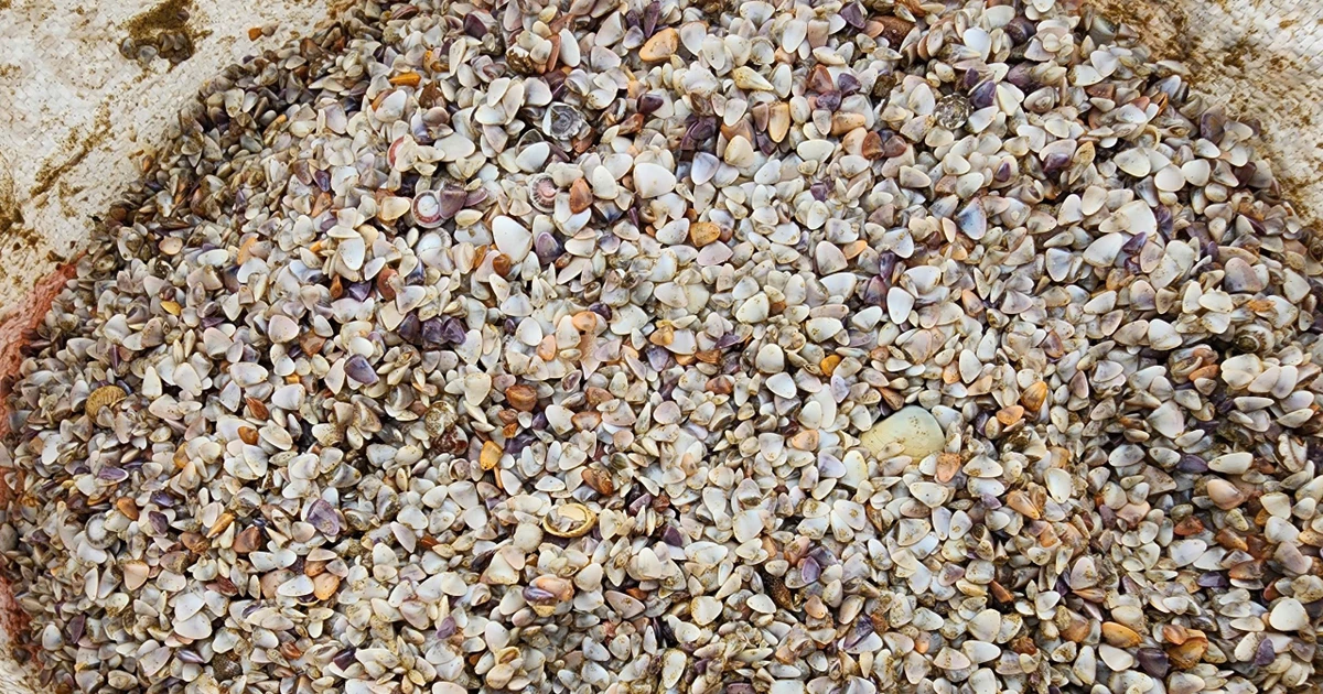 Ốc tép dạt trắng bờ biển, người dân bắt được cả tấn